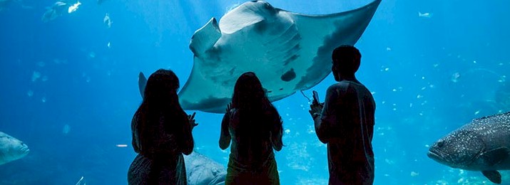 Save 43% Off Atlanta's Most Famous Attractions