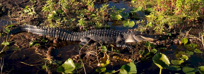 Boggy Creek Airboat Rides, Wildlife Park, and Native American Village
