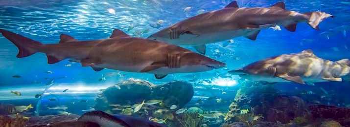 Ripley's Aquarium Myrtle Beach. Save up to 30% Or More!