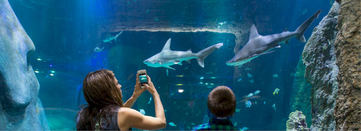 Save up to 40% Off Sea Life in Orlando! 