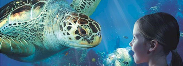 Free coupons for Sea Life Aquarium! Save with Free Discount Travel Coupons from DestinationCoupons.com!