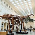 Field Museum : FREE ENTRY WITH CityPASS -OR- GO CITY!