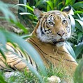 San Diego Zoo Safari Park : INCLUDED IN GO CITY SAN DIEGO PASS! 