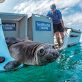 SeaWorld San Diego : INCLUDED IN GO CITY SAN DIEGO PASS! 