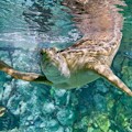 Shedd Aquarium : FREE ENTRY WITH CityPASS -OR- GO CITY!