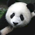 San Diego Zoo : SAVE 5% OR MORE!