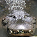 Cajun Pride Swamp & Plantation Combo Tour