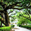 Discount coupons for The Garden District and Cemetery Walking Tour, New Orleans!
