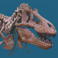 American Museum of Natural History : SAVE 10% OR MORE!