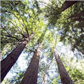 Muir Woods Tour of California Coastal Redwoods