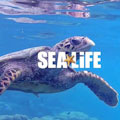 Discount Coupons! Save $5.00 Off Sea Life Arizona!