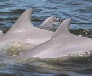 Dolphin Cruise at Orange Beach with Dolphin Tales. Save $5.00