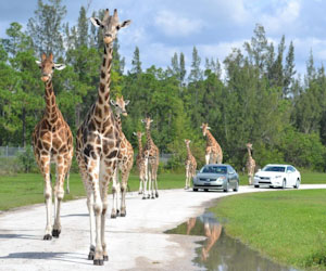 Lion Country Safari Discount Tickets. Save 20%