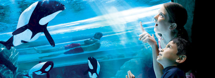 Aquatica Orlando Save with Mobile-Friendly Coupon Codes, Promo Codes