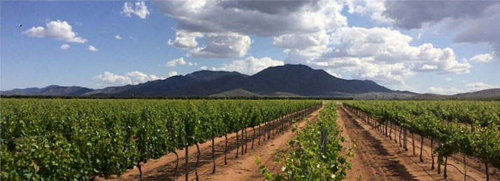 Willcox Wine Tour from Tucson Discounts and Promo Codes.