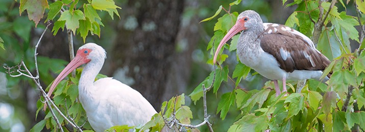St. Johns River Nature Cruise at Blue Spring State Park. Save 10%