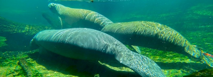 St. Johns River Nature Cruise at Blue Spring State Park. Save 10%