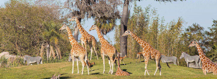 Busch Gardens Tampa. Save with Mobile-Friendly Coupon Codes, Promo Codes