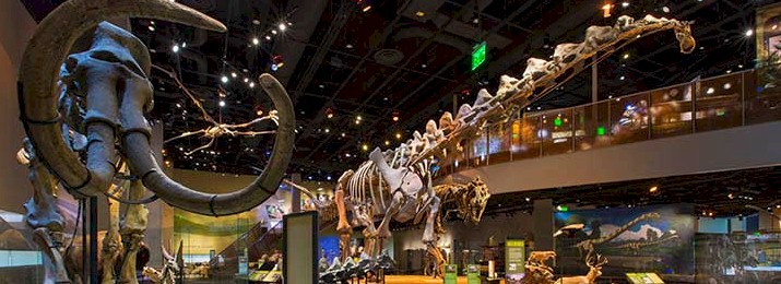 Save 42% Off Dallas's Most Famous Attractions
