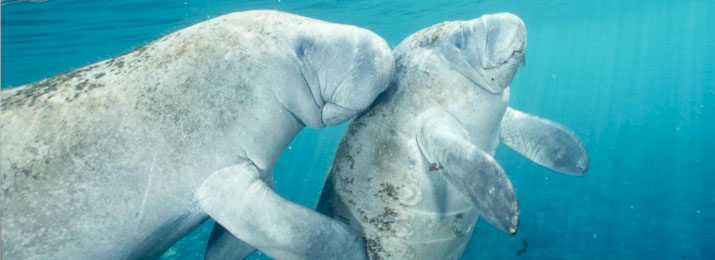 Save 12% Off Swim with the Manatees Tour from Orlando with Grayline Orlando