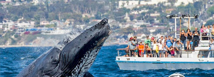 Newport Landing Whale Watching Discount Tickets