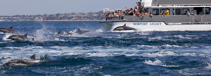 Newport Landing Whale Watching Discount Tickets