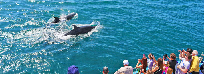 Newport Landing Whale Watching Discount Tickets