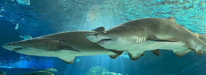 Ripley's Aquarium Toronto 20% Off Coupon Code, Promo Code - 715x260 Ripleys Aquarium CanaDa 2 1647266844