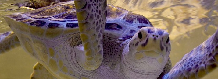 San Antonio Aquarium. Save $1.25