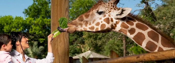 San Antonio Zoo. Save 21%