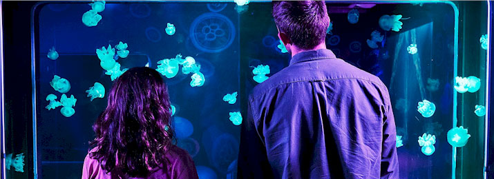 Sea Life Aquarium New Jersey Save 30% Coupon Code, Promo Code - 715x260 Sea Life New Jersey 2 1622988644