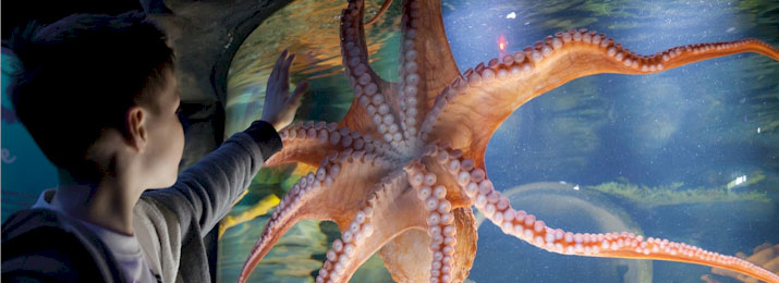 Sea Life Aquarium New Jersey Mobile-Friendly Coupons