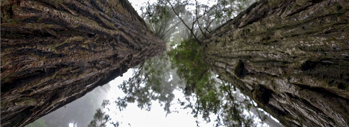 Save 10% Off San Francisco Muir Woods and City Tour