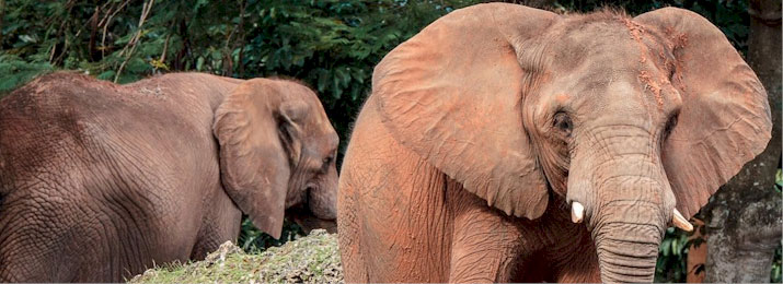Zoo Miami Coupons Save $3.00 Off Each Ticket