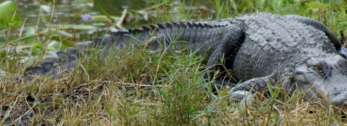 Free coupons for Swamp Tours in New Orleans. Save with Free Discount Travel Coupons from DestinationCoupons.com!