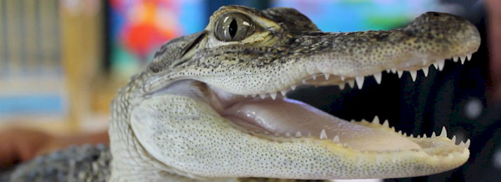 Alligator & Wildlife Discovery Center. Save 20%