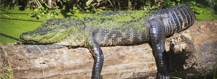 Boggy Creek Airboat Rides, Wildlife Park, and Native American Village