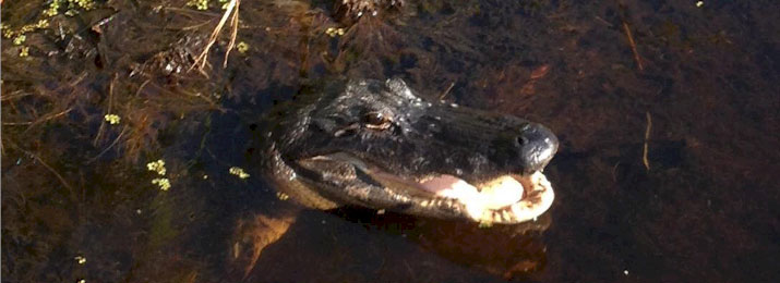 Free coupons for Boggy Creek Airboat Tours! Save with Free Discount Travel Coupons from DestinationCoupons.com!