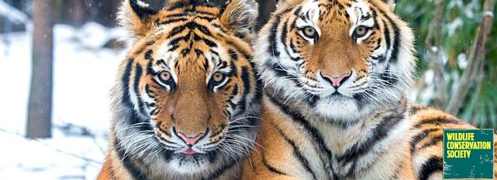 Bronx Zoo Coupons & Discount Tickets | Save 15%