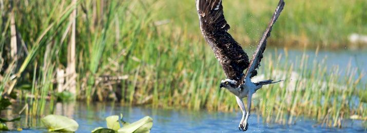 10 000 Islands Boat Tour Coupon Codes Save 10 