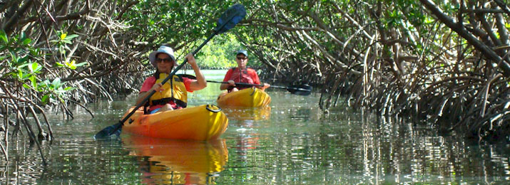 Guided Mangroves Kayak Eco Tour with Kayak Excursions from $50