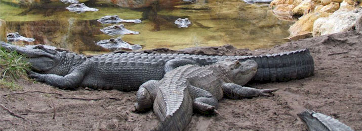 Screamin' Gator Zipline. Save $10.00