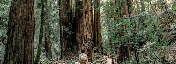 Save 15% Off San Francisco Muir Woods and Sausalito Tour with Gray Line
