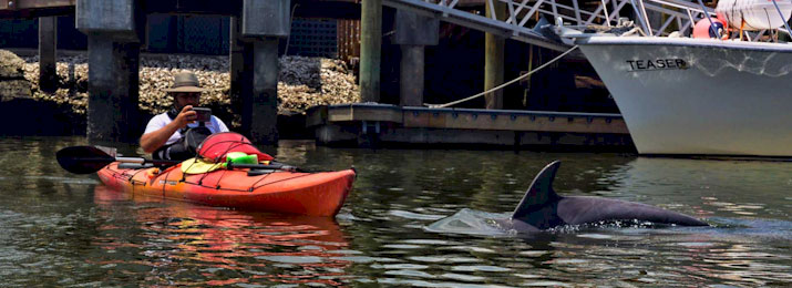 Charleston Kayak and Paddleboard Rentals with Nature Adventures. Save 10%