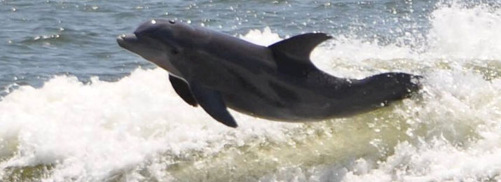 Jet Ski Waverunner Dolphin Tours in Orange Beach