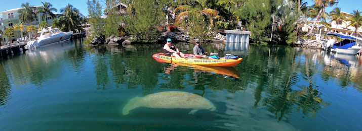 Manatees and Mangroves Kayak and Paddleboard Tour