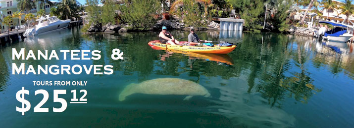 Manatees and Mangroves Kayak and Paddleboard Tour