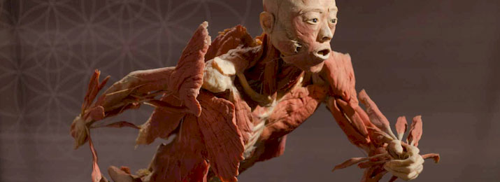 Real Bodies Exhibition Las Vegas at Bally's. Save $2.00 with Free Discount Coupons from DestinationCoupons.com!