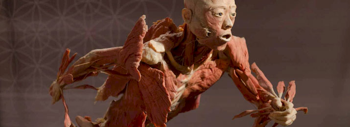 Real Bodies Exhibition Las Vegas at Bally's. Save 10% with Free Discount Coupons from DestinationCoupons.com!