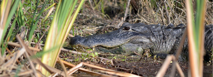 Click here for Everglades Tour Discounts up to $20.00 Off